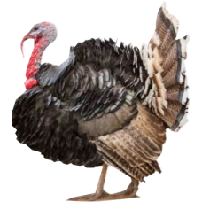 Turkey (live/large)