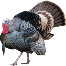 Turkey (small)