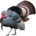 Turkey (small)