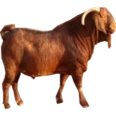 Kalahari red goat 