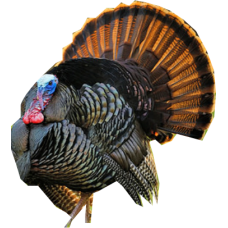 Turkey (medium)