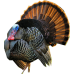 Turkey (medium)