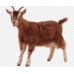 Goat (live / female/ big size)