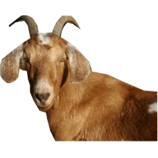 Female goat (small) 	