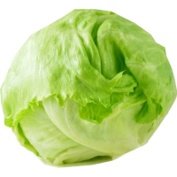 Lettuce romani