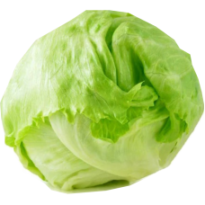 Lettuce romani