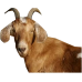 Female goat (medium )