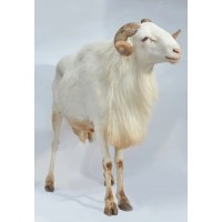 White medium size balami ram 