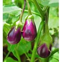 Egg plant (kilo)