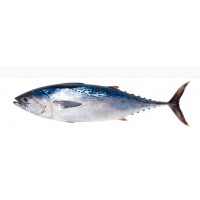  tuna fish (per kilo/ fresh)