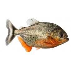 Brama piranhas - doctor fish per kg