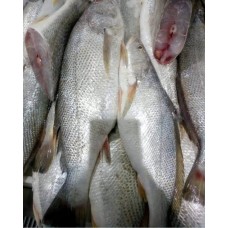 Croaker fish (carton)