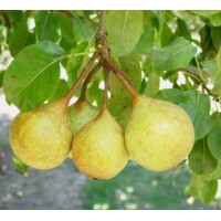 English pear - medium size