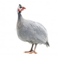 Guinea fowl (live)