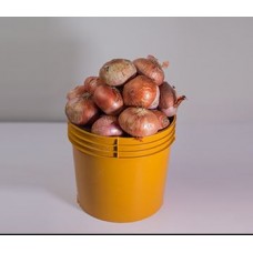 Fresh onion (custard rubber)