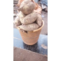 Sweet potatoes (basket)