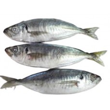 Kote fish 1 kg