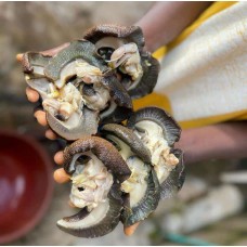 Oven dried snails- jumbo size (50pcs)