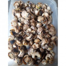 Small sized snails ( 20pcs)