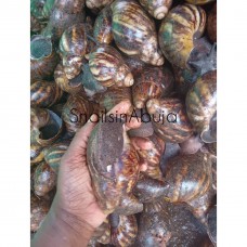 Big sized snails (10pcs)