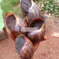 Extra jumbo sized snails (10pcs)